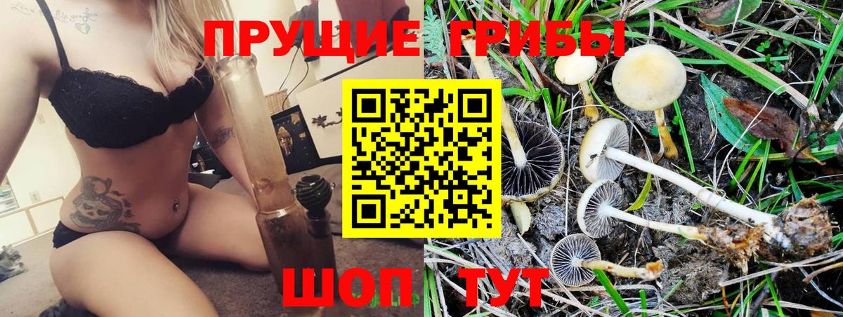 Псилоцибиновые грибы Psilocybine cubensis Чита